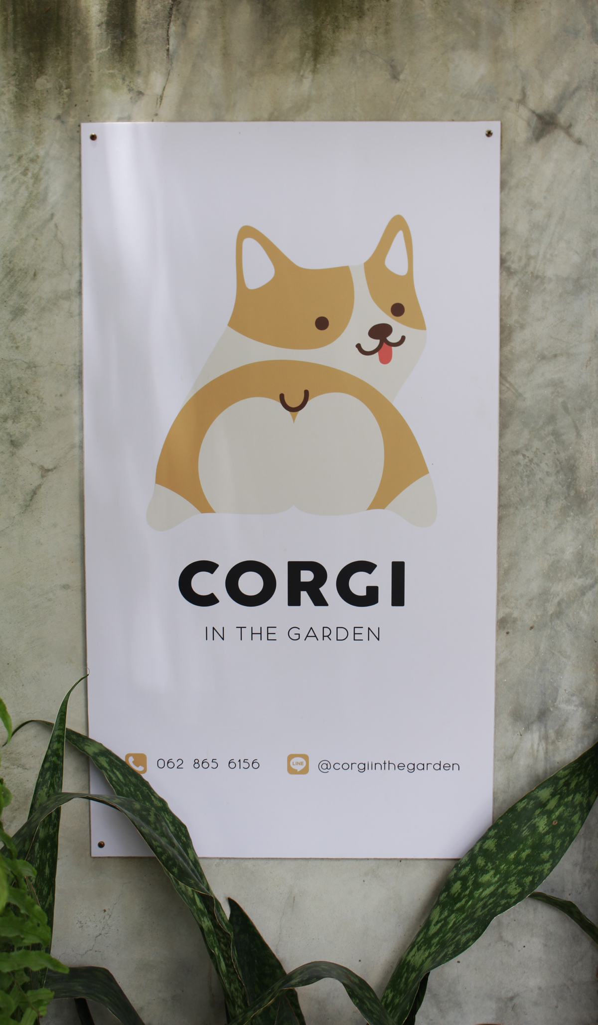 corgi-in-the-garden