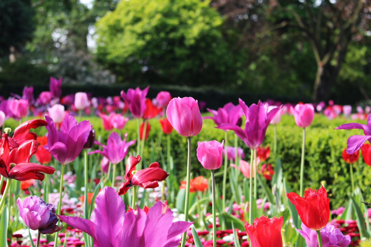 holland-park-tulips